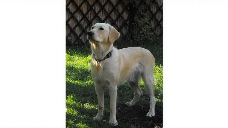 Kaja, stratený slepecký pes, druhá fotka